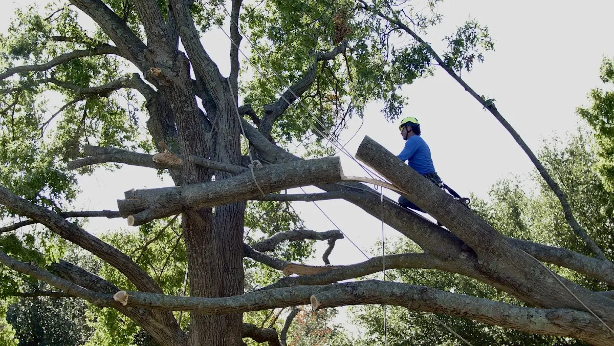 Professional Hazardous Tree Removal performed by certified arborists in Rose