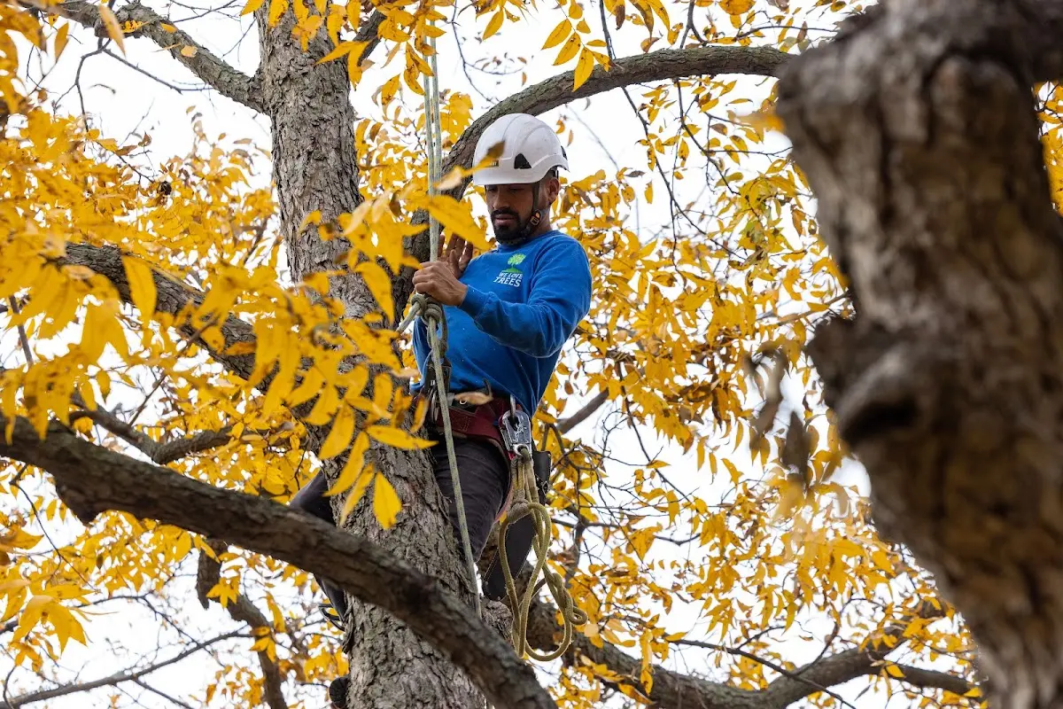 Skilled Tree Trimming crew working in Rose